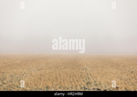 Matin brumeux sur un champ agricole dans les Hamptons Banque D'Images