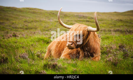 Highland cow sur l'île de Skye, Écosse, Hébrides intérieures. Banque D'Images