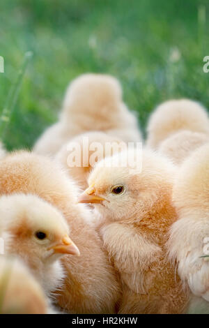 Peu de poussins Orpington Buff assis entassés dans l'herbe. L'extrême profondeur de champ. Selective focus on center poussin. Banque D'Images