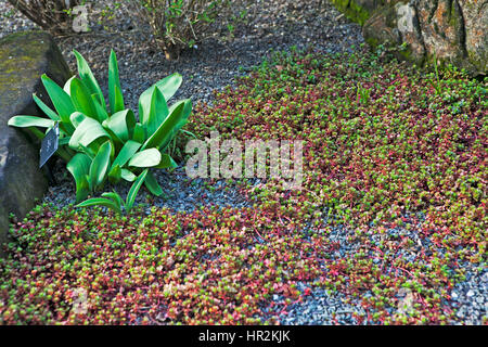 Sedum stoloniferum dans le jardin botanique de Londres Banque D'Images