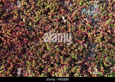 Sedum stoloniferum dans le jardin botanique de Londres Banque D'Images