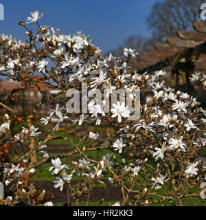 Le printemps à Londres. Magnolia stellata 'Rosea', fleur blanche et l'ouverture des bourgeons sur un arbre Banque D'Images