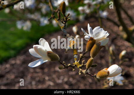 Le printemps à Londres. Magnolia stellata 'Rosea', fleur blanche et l'ouverture des bourgeons sur un arbre Banque D'Images