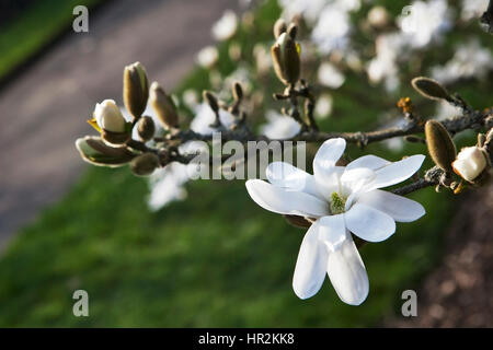 Le printemps à Londres. Magnolia stellata 'Rosea', fleur blanche et l'ouverture des bourgeons sur un arbre Banque D'Images