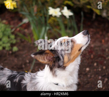 Longs cheveux multicolore magnifique Collie Close Up. Brown Blanc, Noir et Gris Fourrure Banque D'Images