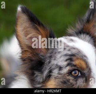 Longs cheveux multicolore magnifique Collie Close Up. Brown Blanc, Noir et Gris Fourrure Banque D'Images