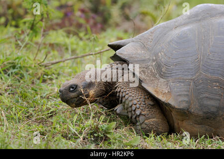 Tortue géante des Galapagos (Chelonoidis porteri), Highlands, Santa Cruz, Galapagos Islands Banque D'Images