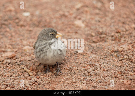 Petit terrain Finch (Geospiza fuliginosa) féminin, Charles Darwin Research Station, Santa Cruz, Galapagos, Equateur Banque D'Images