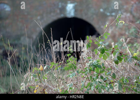 Le Tunnel Greywell sur le Canal de Basingstoke Banque D'Images