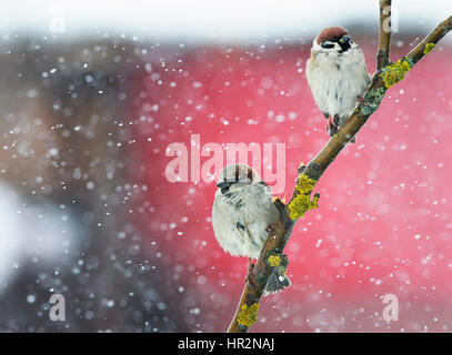 Deux drôles de petits oiseaux assis sur une branche lors d'une forte chute de neige dans le parc Banque D'Images