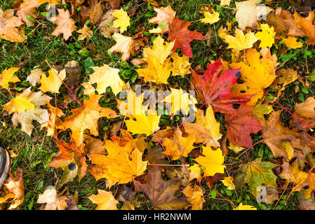 Automne feuilles d'érable multicolores sur l'herbe d'un parc. Banque D'Images