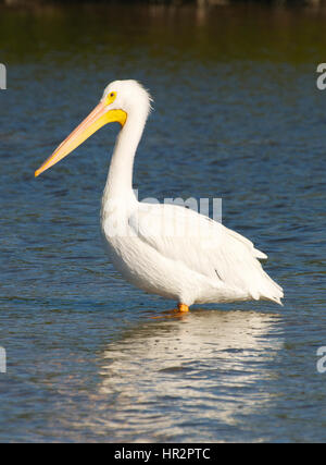 D'Amérique, Pelecanus erythrorhynchos, debout dans l'eau bleue peu profonde Banque D'Images