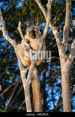 Lémurien brun rouge, le lémurien, Eulemur rufus, l'île des lémuriens, Vakona Forest, Madagascar, par Monika Hrdinova/Dembinsky Assoc Photo Banque D'Images