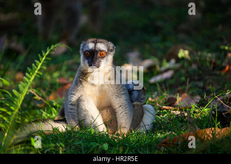 Lémurien brun rouge, le lémurien, Eulemur rufus, l'île des lémuriens, Vakona Forest, Madagascar, par Monika Hrdinova/Dembinsky Assoc Photo Banque D'Images