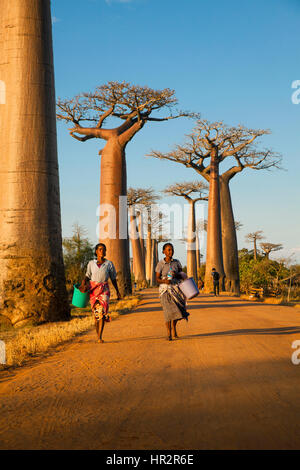 Avenue des Baobabs près de Morondava, Allée de Baobab, Adansonia grandidieri, dans l'Ouest de Madagascar, par Monika Hrdinova/Dembinsky Assoc Photo Banque D'Images