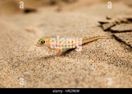Sable du Namib, Gecko, Gecko, pourvu de Pachydactylus rangei, Walvis Bay, désert du Namib, Namibie, par Monika Hrdinova/Dembinsky Assoc Photo Banque D'Images