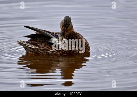 Femelle canard colvert (Anas platyrhynchos) nettoyer ses plumes Banque D'Images