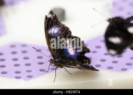 Close up de deux papillon, alimentation sélective avec l'accent sur le papillon de plus près. Banque D'Images