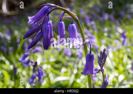 Close up Detail d'une seule fleur Bluebell (Hyacinthoides non-scripta) auprès d'un grand Cluster dans un boisé en bordure nord du Devon. Banque D'Images