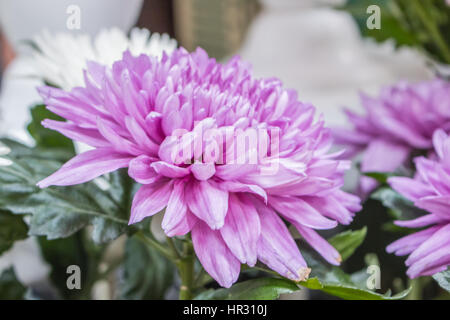 Big Pink Frais d'arrière-plan gros plan chrysanthème marron Banque D'Images