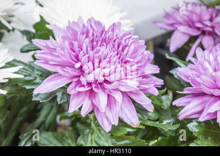 Big Pink Frais d'arrière-plan gros plan chrysanthème marron Banque D'Images