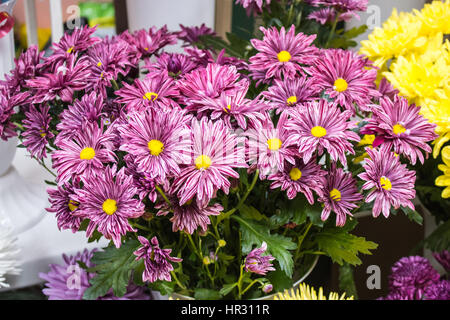 Big Pink Frais d'arrière-plan gros plan chrysanthème marron Banque D'Images