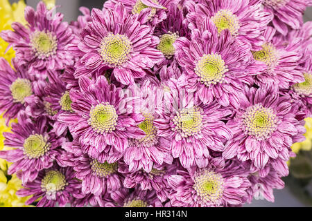 Big Pink Frais d'arrière-plan gros plan chrysanthème marron Banque D'Images