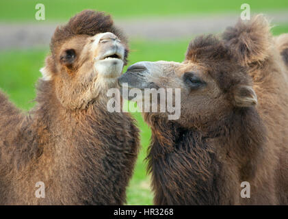 Bactarian Camelus bactrianus Chameau et les jeunes adultes Banque D'Images