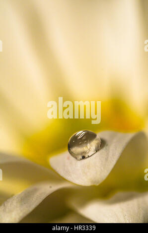 Seule goutte sur une marguerite Banque D'Images