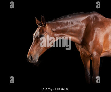 Un cheval brun brillant en studio sur fond noir Banque D'Images