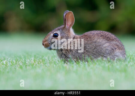 Lapin de garenne (Oryctolagus cuniculus) dans un jardin à Nanaimo, île de Vancouver, BC, Canada Banque D'Images