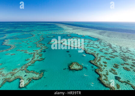 Récif de corail, coeur, partie d'Hardy Reef, extra-Grande Barrière de Corail, Queensland, Australie Banque D'Images