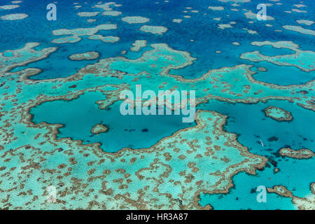 Récif de corail, coeur, partie d'Hardy Reef, extra-Grande Barrière de Corail, Queensland, Australie Banque D'Images