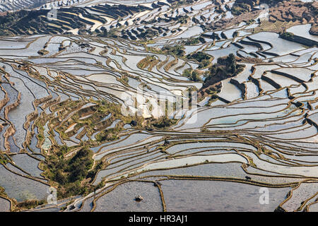 Les terrasses de riz de YuanYang, Yunnan en Chine, l'un des derniers sites du patrimoine mondial de l'UNESCO Banque D'Images