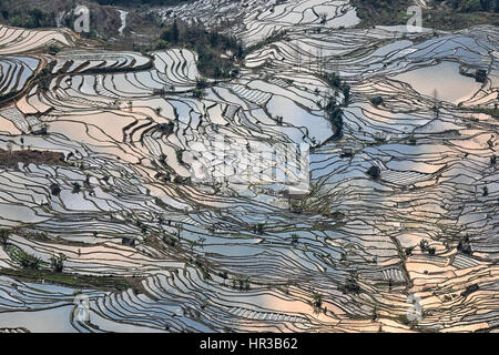 Les terrasses de riz de YuanYang, Yunnan en Chine, l'un des derniers sites du patrimoine mondial de l'UNESCO Banque D'Images