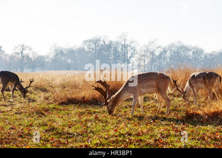 Le daim à Richmond Park, Londres Banque D'Images