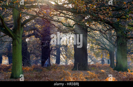 Rayons de soleil de passer par woods à Richmond Park, Londres Banque D'Images