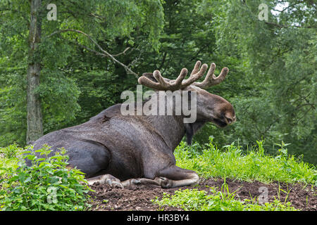 Europäischer Elch, Schweden, Europa / moose eurasien, la Suède, Europe / Alces alces Banque D'Images