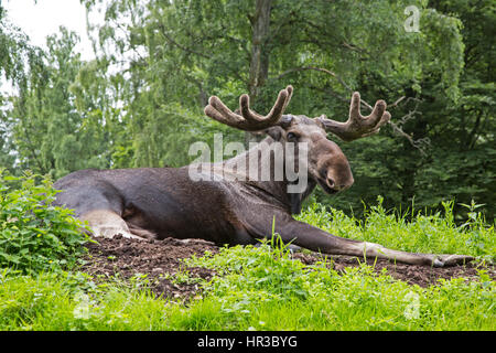 Europäischer Elch, Schweden, Europa / moose eurasien, la Suède, Europe / Alces alces Banque D'Images