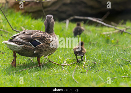 Cane marche loin avec plus de canetons de l'herbe. Le Canard colvert (Anas platyrhynchos) avec les poussins. Royaume-uni, avril. Banque D'Images