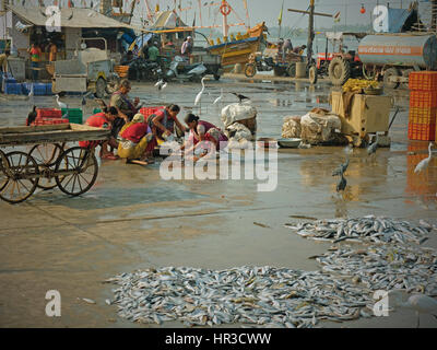 Scène sur le quai au port de Vanakbara sur l'île de Diu dans l'état du Gujarat, en Inde, après le débarquement du poisson par la flotte locale Banque D'Images