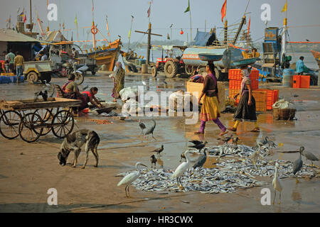 Scène sur le quai au port de Vanakbara sur l'île de Diu dans l'état du Gujarat, en Inde, après le débarquement du poisson par la flotte locale Banque D'Images