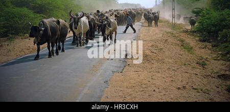 Un troupeau de bovins d'être déplacé par un agriculteur et les membres de la famille le long d'une route rurale poussiéreux dans le district de Kutch au Gujarat, en Inde, en fin d'après-midi Banque D'Images
