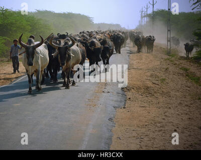 Un troupeau de bovins d'être déplacé par un agriculteur et les membres de la famille le long d'une route rurale poussiéreux dans le district de Kutch au Gujarat, en Inde, en fin d'après-midi Banque D'Images