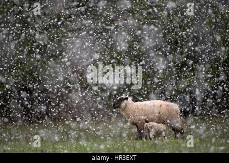 Roseburg, Oregon, USA. Feb 26, 2017. Des couvertures de neige un pâturage de moutons dans le sud-ouest de l'Oregon rural près de Elkton. Le National Weather Service a émis un avis météorologique de l'hiver pour la région. Crédit : Robin/Loznak ZUMA Wire/Alamy Live News Banque D'Images