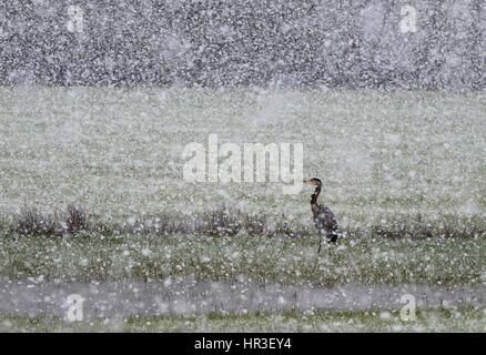 Roseburg, Oregon, USA. Feb 26, 2017. Un grand héron bleu est situé dans un pâturage de moutons de neige dans le sud-ouest de l'Oregon rural près de Elkton. Le National Weather Service a émis un avis météorologique de l'hiver pour la région. Crédit : Robin/Loznak ZUMA Wire/Alamy Live News Banque D'Images