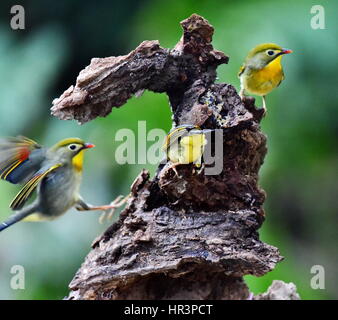 Fuzhou, province de Fujian en Chine. Feb 27, 2017. Leiothrixes percher sur une branche à Fuzhou City, capitale de la province de Fujian en Chine du sud-est, le 27 février, 2017. Credit : Mei Yongcun/Xinhua/Alamy Live News Banque D'Images