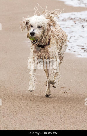 Les chiens le jour dehors, Southport, Merseyside. 27 février 2017. Gorgeous Labradoodles 'Mylo' et 'Milly' d'avoir un grand temps à jouer dans le surf sur Southport front de mer. Malgré le gel des températures froides, ces superbes chiens n'étaient pas dérangés tant qu'ils pouvaient jouer avec leur balle de tennis. Credit : Cernan Elias/Alamy Live News Banque D'Images