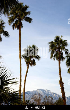 Les palmiers et les montagnes de neige près de Palm Springs Banque D'Images