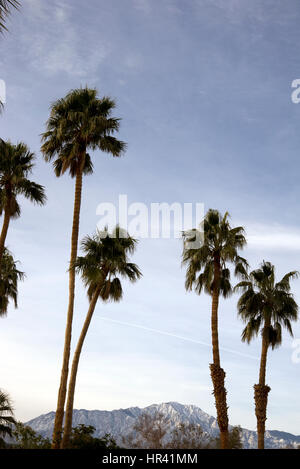 Les palmiers et les montagnes de neige près de Palm Springs Banque D'Images